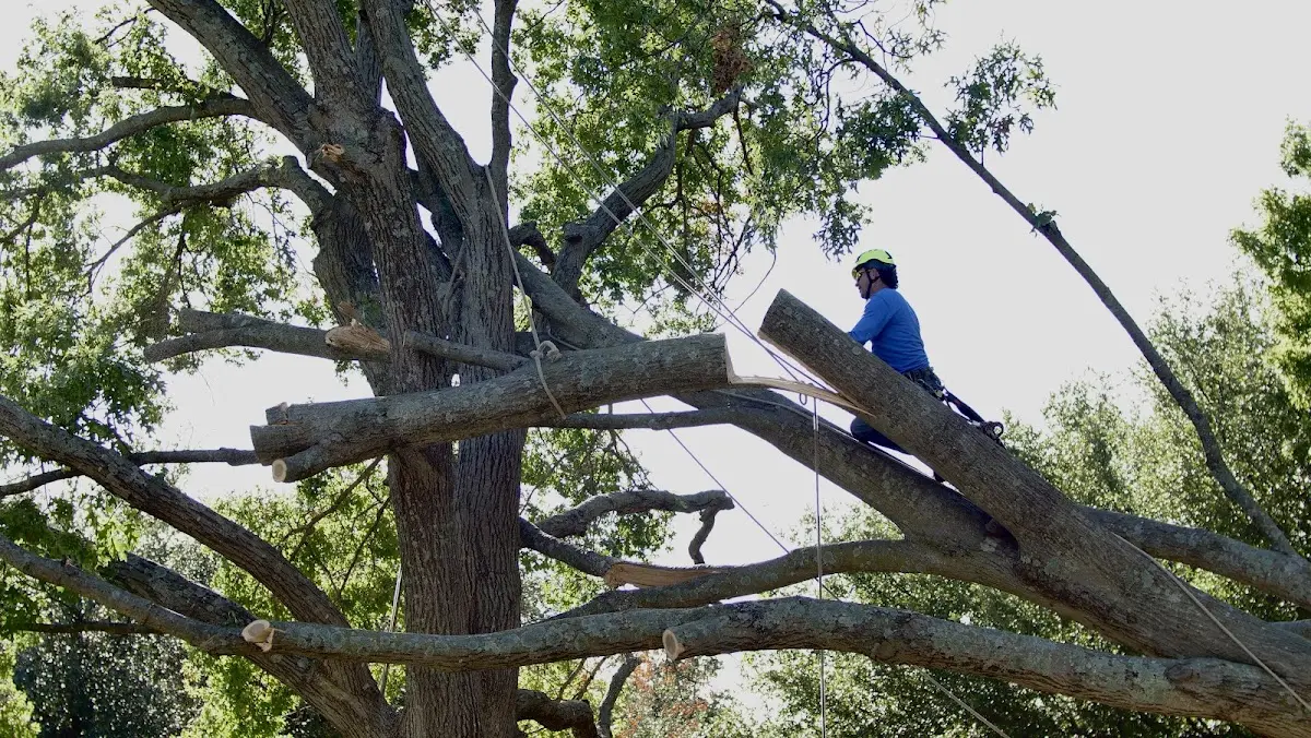 Professional Hazardous Tree Removal performed by certified arborists in Snellville