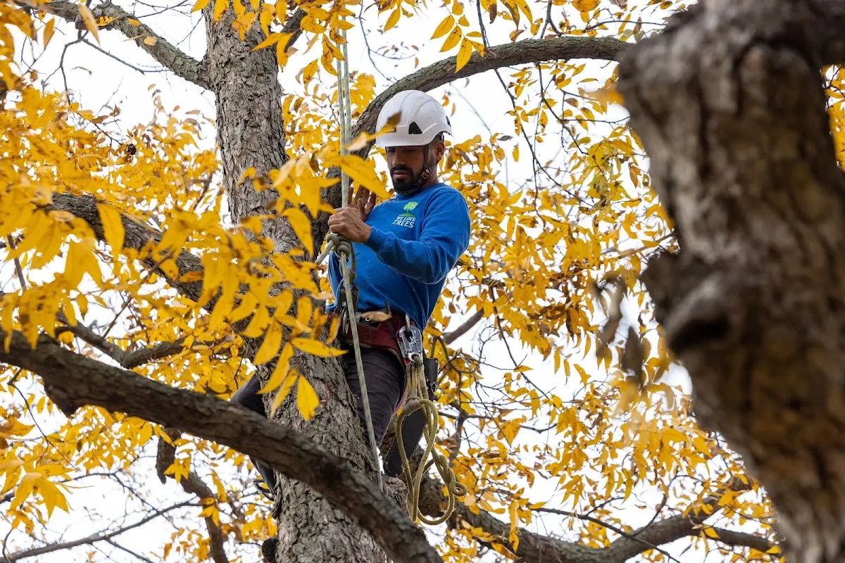 Skilled Tree Pruning crew working in Snellville