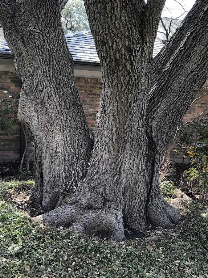 Mature heritage tree close to a Snellville property cared for by certified arborists